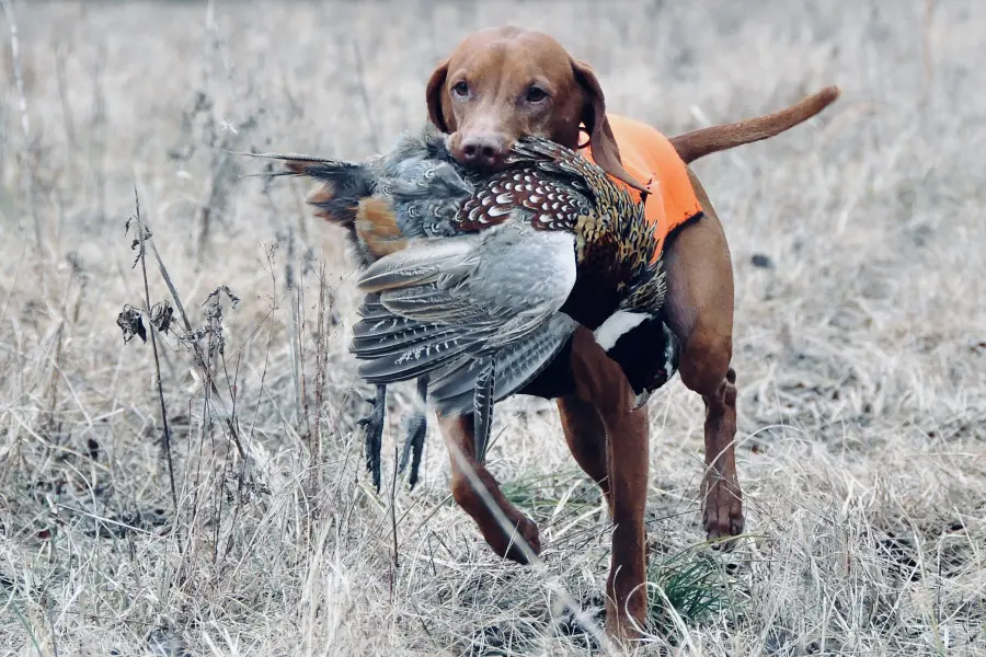Dog retrieving pheasant in grassy field.
